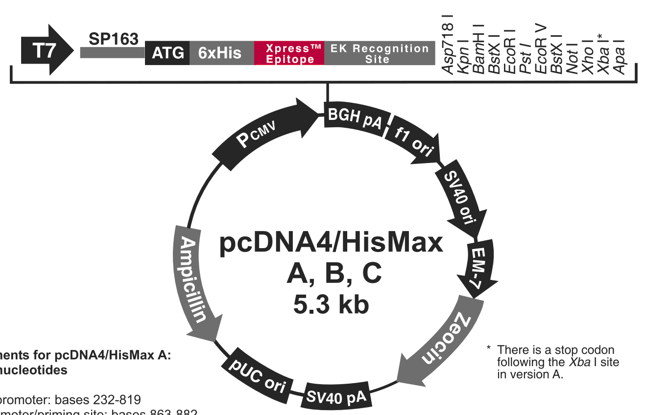 pcDNA4-HisMax B载体图谱